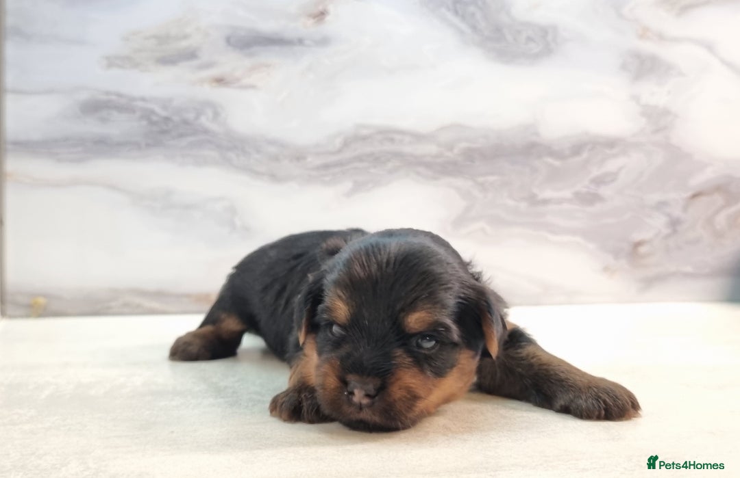 Yorkshire Terrier dogs for sale: 4 Lovely puppies  - Advert 13