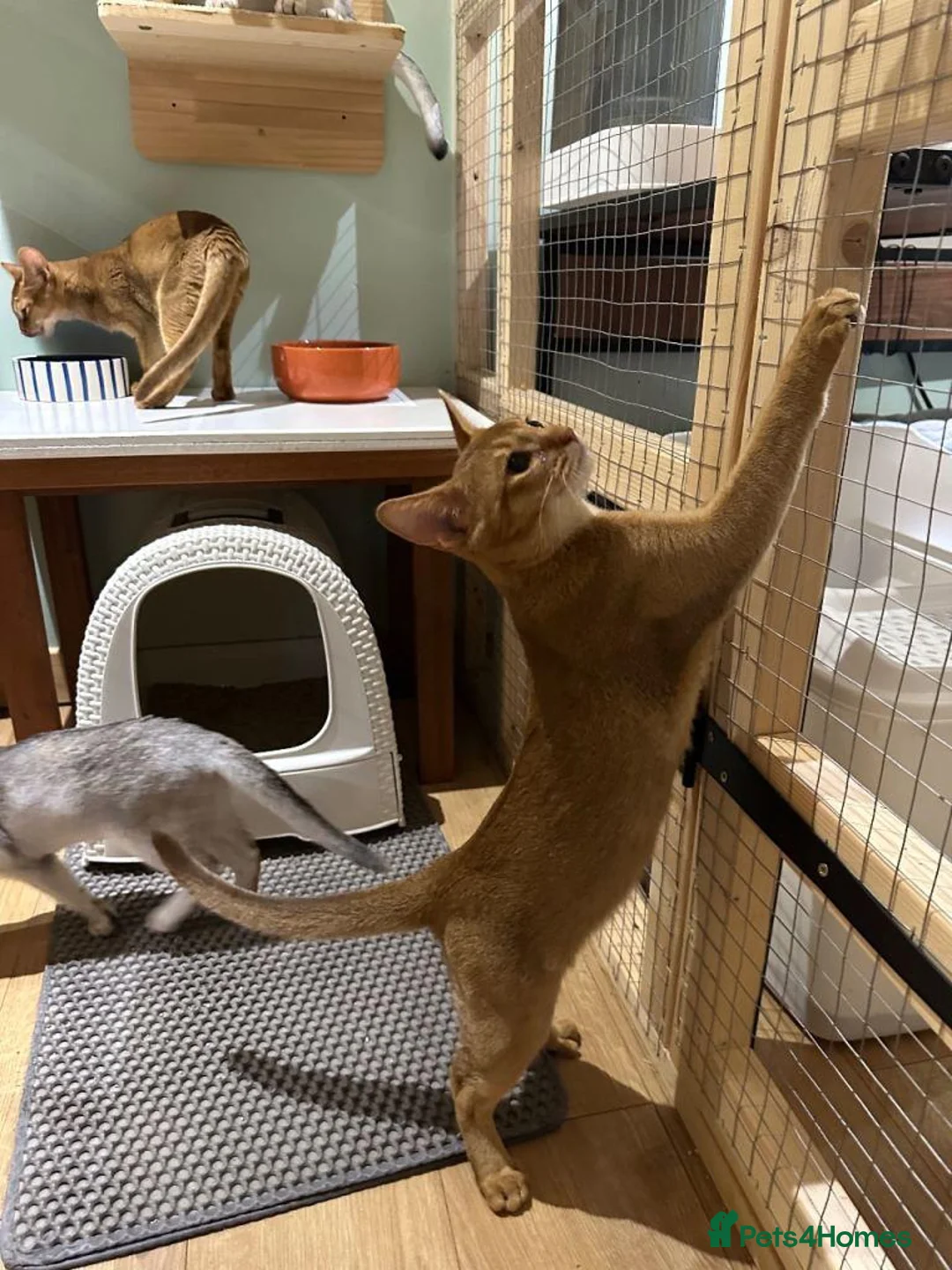 Abyssinian cats for sale: 🐾 Beautiful Abyssinian Kittens  in Hamilton - Advert 2