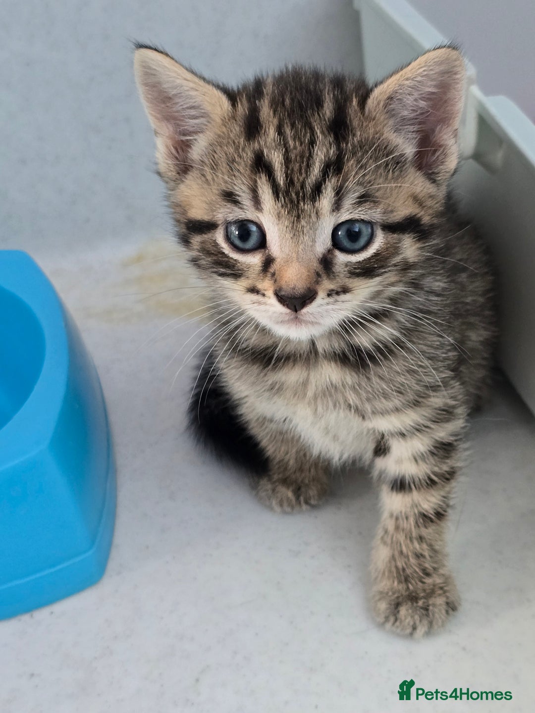 Mixed Breed cats for sale: Beautiful gorgeous Tabby & Black Kitten ready soon - Image 2