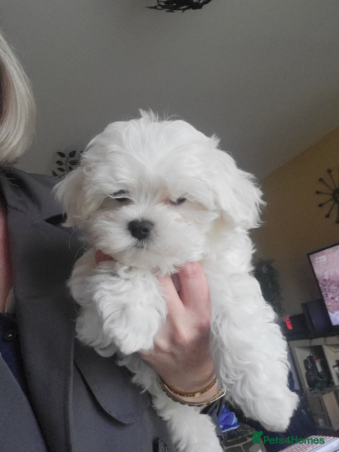 Maltese dogs for sale: Small Fluffy KC Maltese Puppy Family Raised & Love - Image 2
