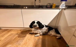 English Springer Spaniel dogs for sale: Show Bred English Springer 7 years old - Image 6
