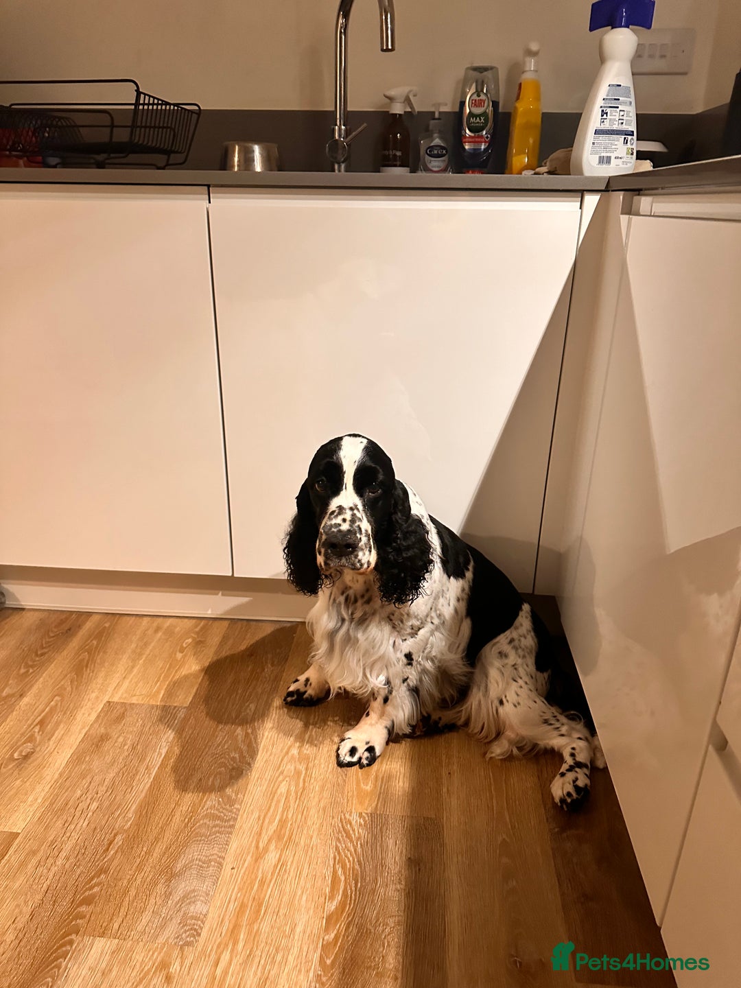 English Springer Spaniel dogs for sale: Show Bred English Springer 7 years old - Image 6