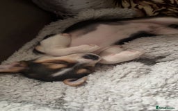 Chihuahua dogs for sale: sweet 9 week old male chihuahua  - Image 1