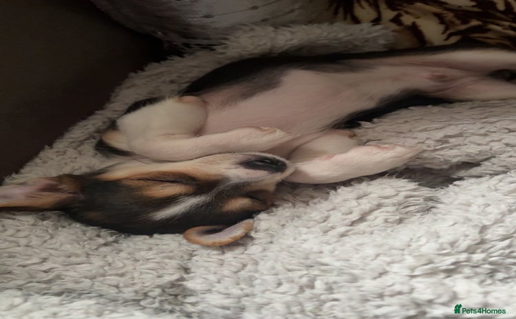 Chihuahua dogs - Advert 1