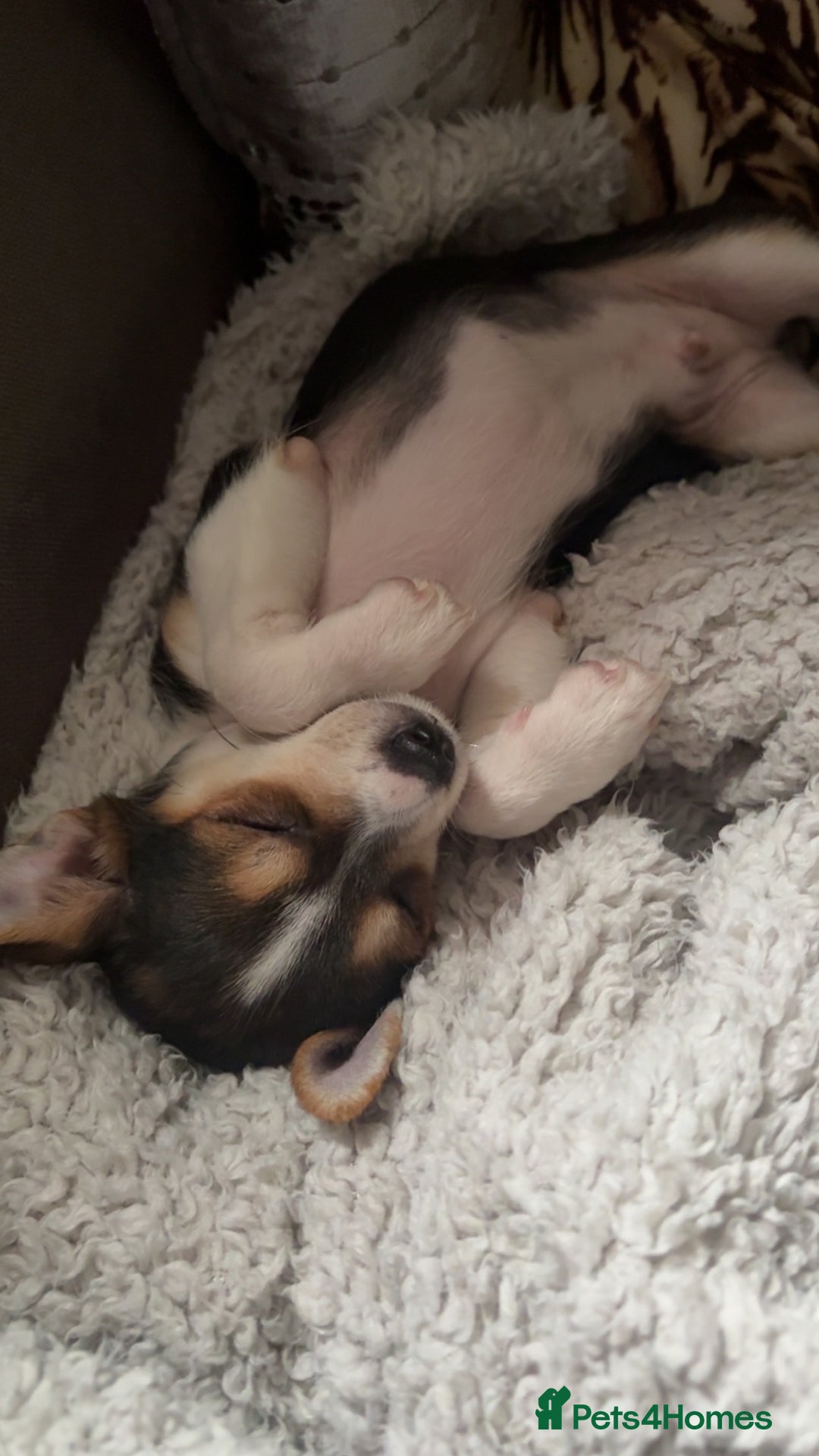 Chihuahua dogs for sale: sweet 9 week old male chihuahua  - Image 1