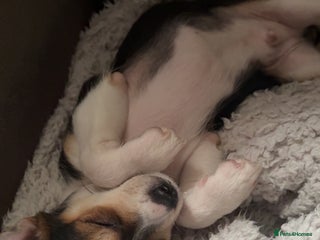 Chihuahua dogs - Advert 1