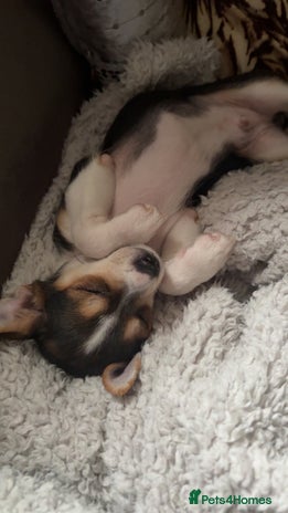 Chihuahua dogs - Advert 1