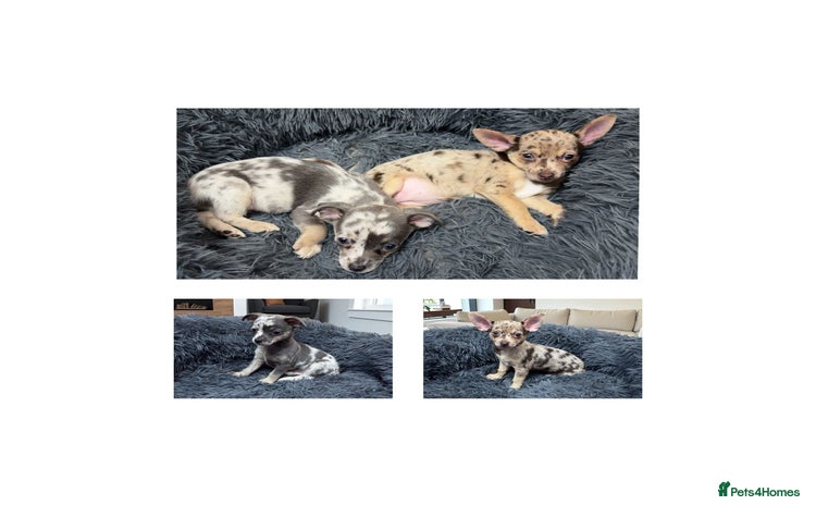 Chihuahua dogs - Advert 7