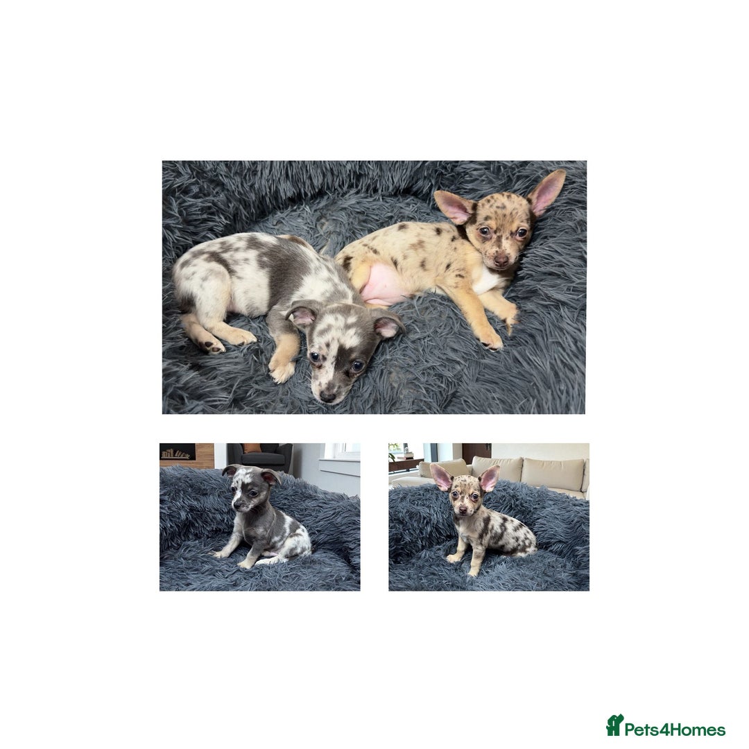 Chihuahua dogs for sale: Merle Chihuahua Puppys - Image 1