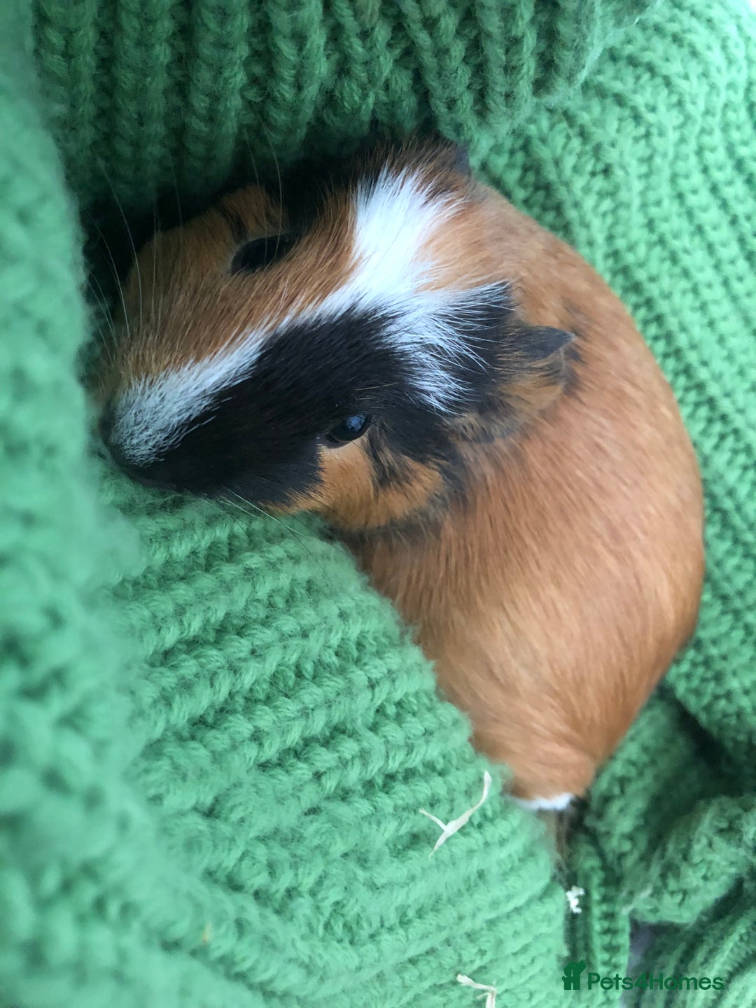 Guinea Pig rodents for sale: 2 gorgeous female Guinea pigs Blossom&Pumpkin - Advert 4