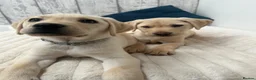 Labrador Retriever dogs for sale: KC Registered Labrador Puppies  - Advert 6