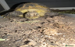 Tortoise reptiles for sale: Horsefield tortoise and enclosure  - Image 2