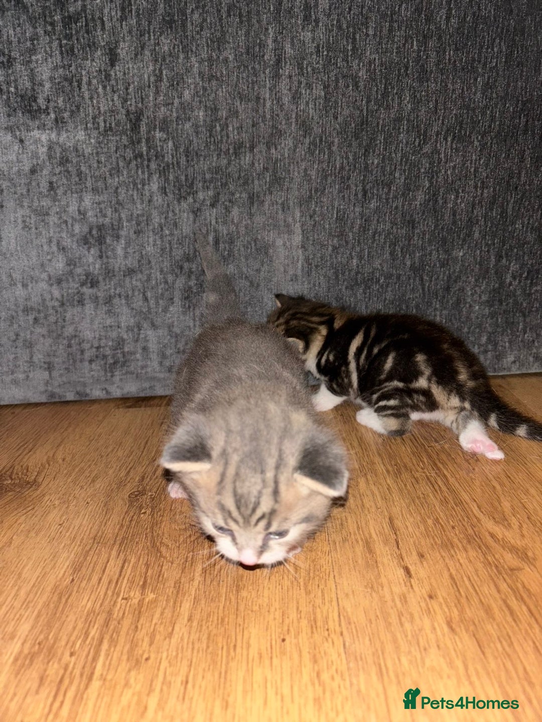 Mixed Breed cats for sale: 2 Grey (blue) and one darker tabby kittens  - Advert 9