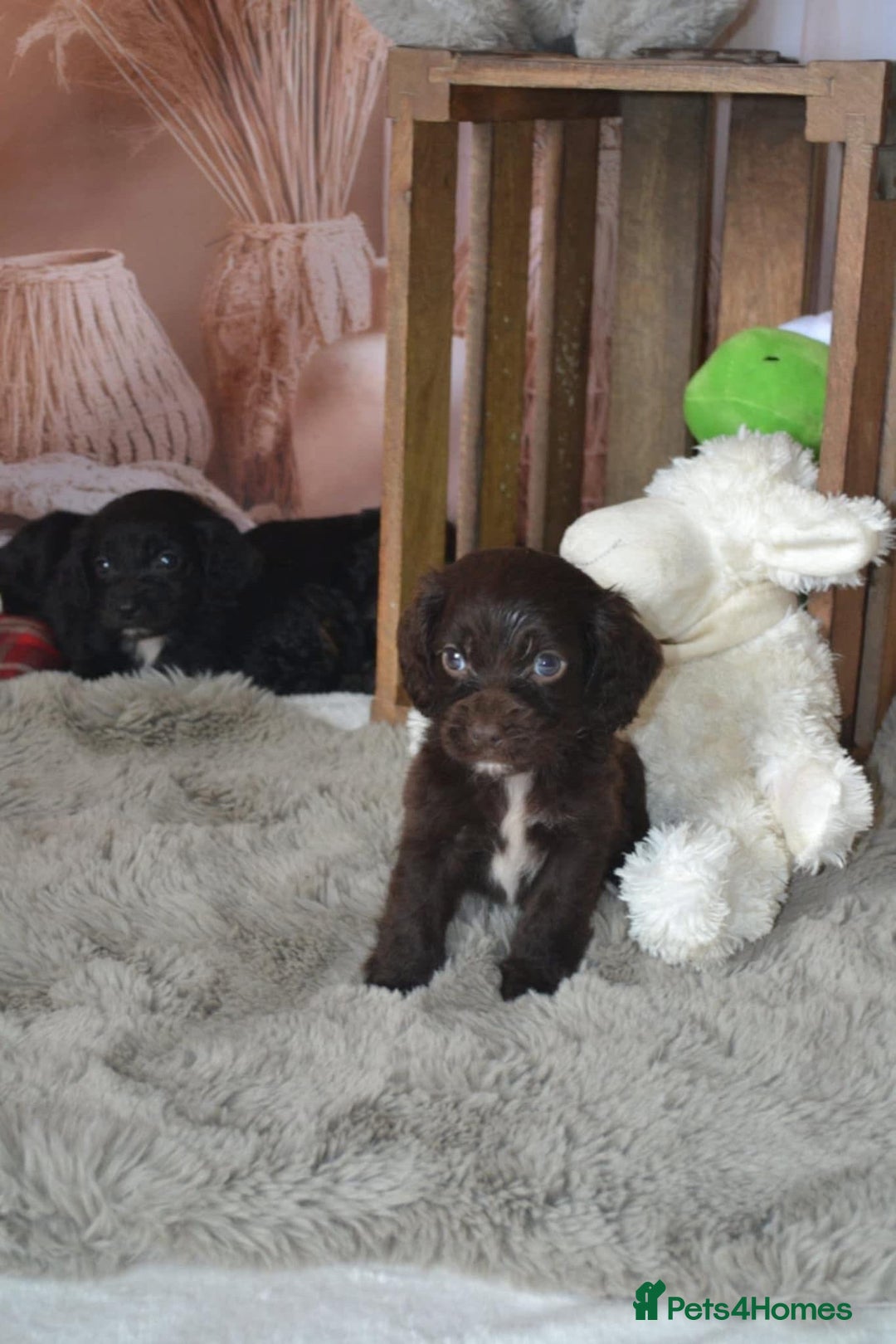 Cockapoo dogs for sale: F1 cockerpoo puppies  - Image 1