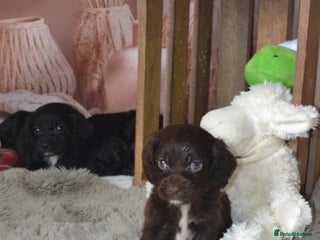 Cockapoo dogs - Advert 21