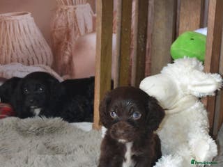 Cockapoo dogs F1 cockerpoo puppies - Advert 9