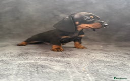 Dachshund dogs for sale: Miniature dachshund  - Image 7