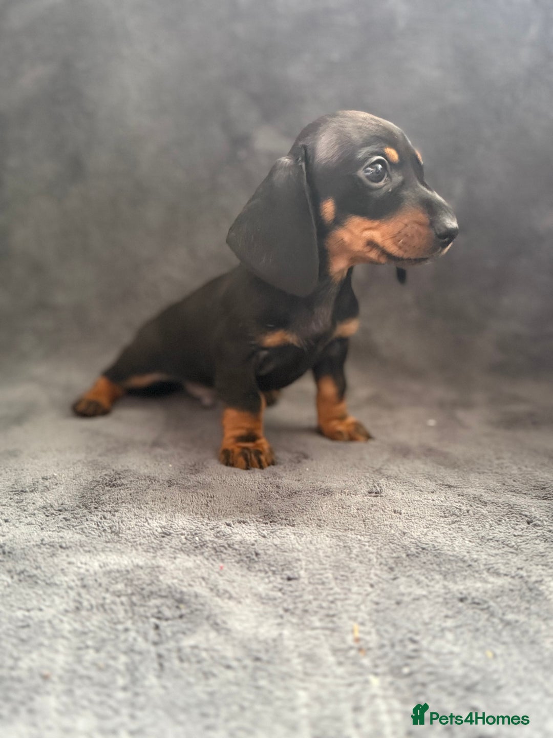 Dachshund dogs for sale: Miniature dachshund  - Image 7