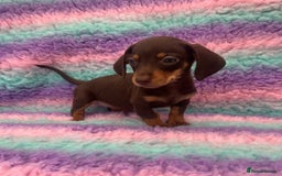 Miniature Dachshund dogs for sale: Miniature Dachshund Boys and Girls From £700 - Image 28
