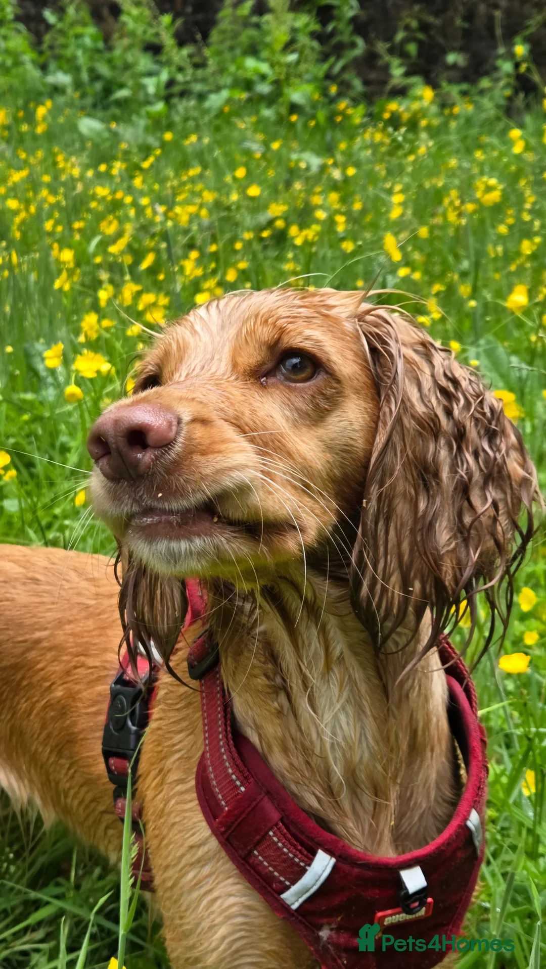 Cocker Spaniel dogs for sale: 3yr old cocker spaniel bitch for sale - Advert 9