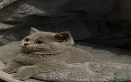 British Shorthair cats for sale: Chunky British shorthair kittens  - Image 1