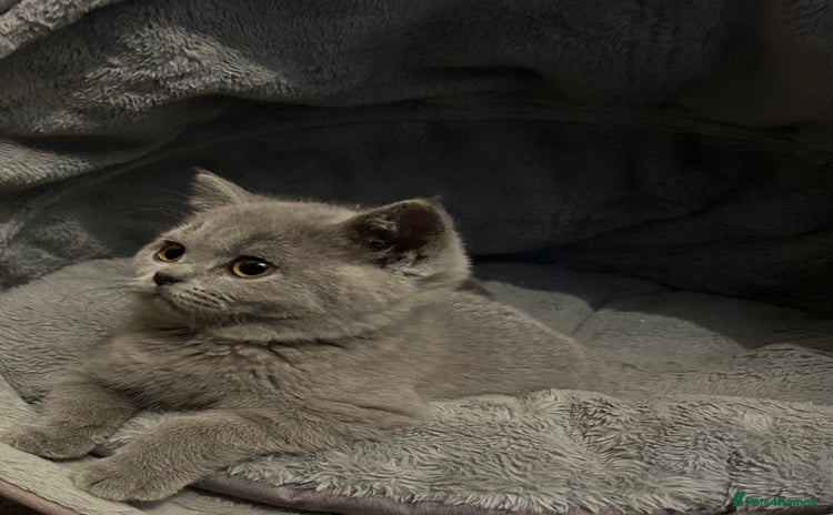 British Shorthair cats - Advert 1