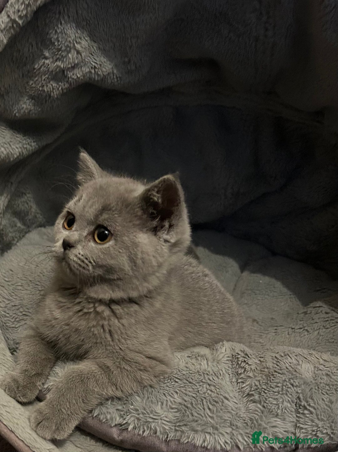 British Shorthair cats for sale: Chunky British shorthair kittens  - Image 1