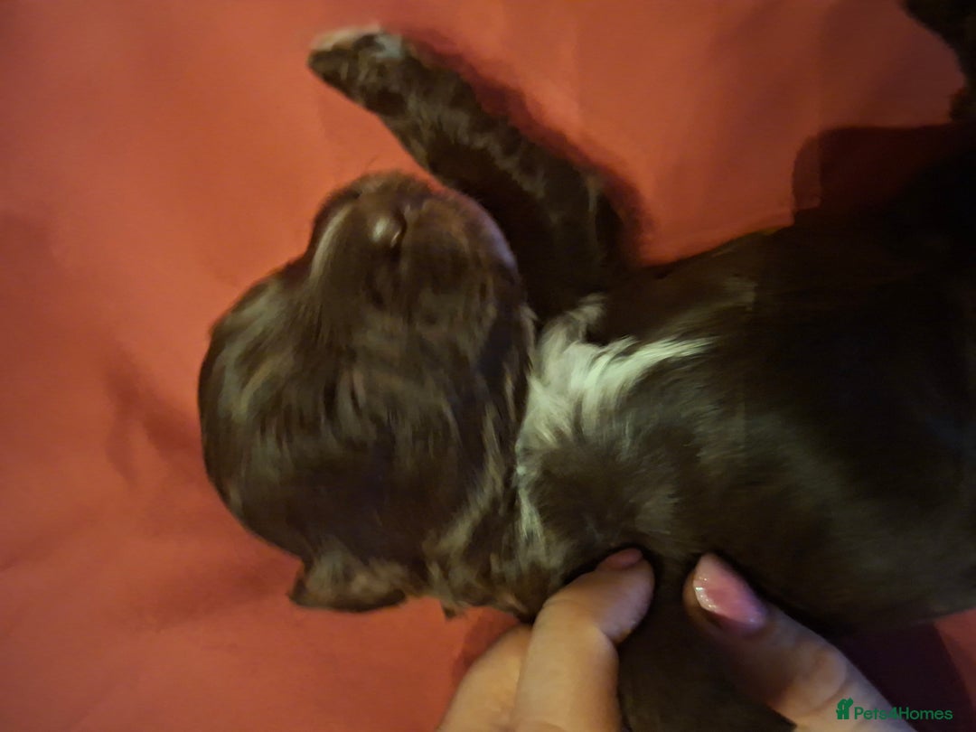 Cockapoo dogs for sale: Cockerpoos looking for forever homes - Advert 9