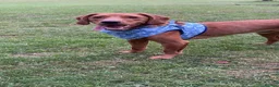 Springador dogs for sale: lovely 2 year old springador male - Advert 5