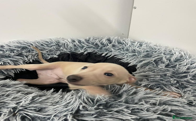 Italian Greyhound dogs - Advert 12