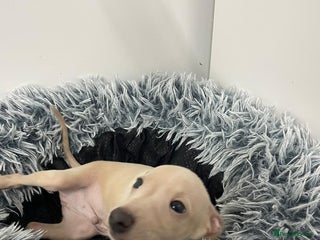 Italian Greyhound dogs - Advert 1