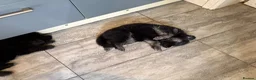 German Shepherd dogs for sale: 8 chunky long haired German shepherds puppies - Advert 23