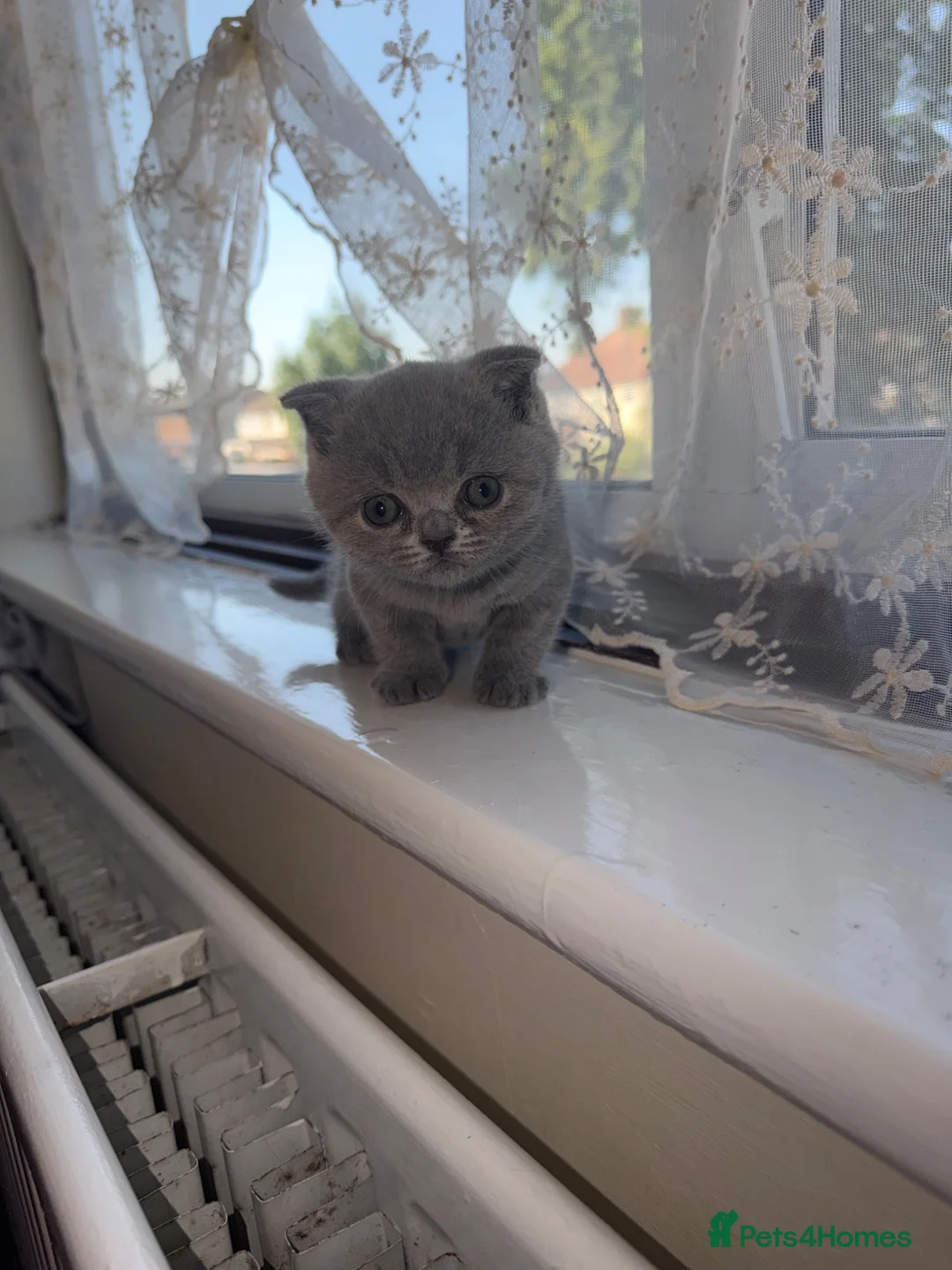 Scottish Fold cats for sale: Scottish fold girl for sale  in Edgware - Advert 1