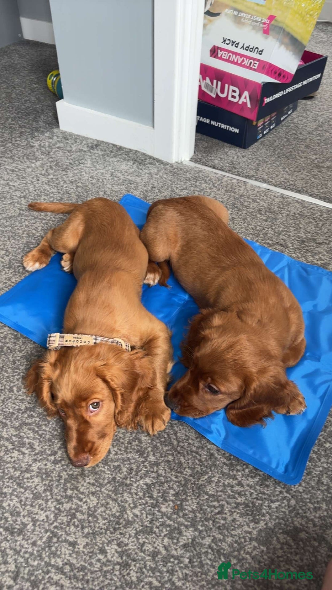 Cocker Spaniel dogs for sale: Cocker spaniel - Advert 1