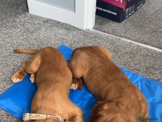 Cocker Spaniel dogs Cocker spaniel - Advert 1