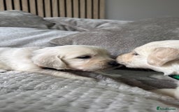 Golden Retriever dogs for sale: Golden puppies  - Image 3