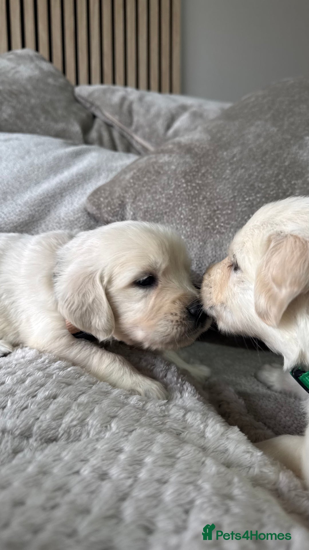 Golden Retriever dogs for sale: Golden puppies  - Image 3