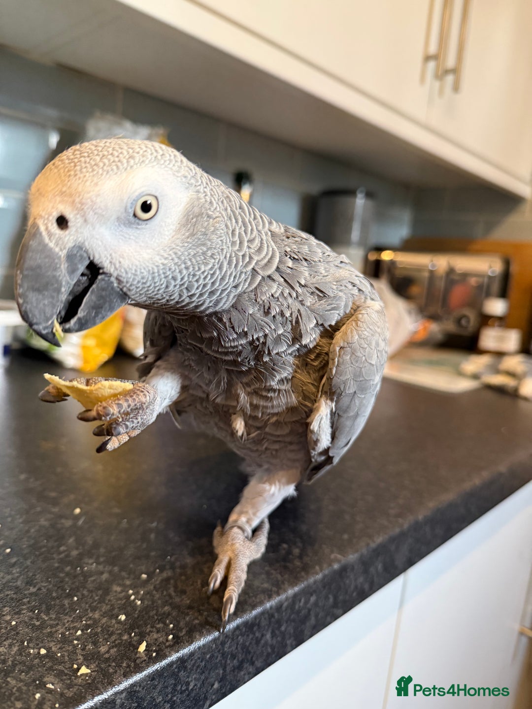 Parrots birds for sale: Very chatty African Grey parrot  - Advert 10
