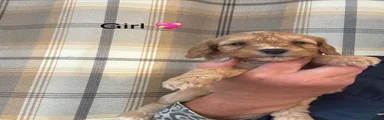 Cockapoo 4
