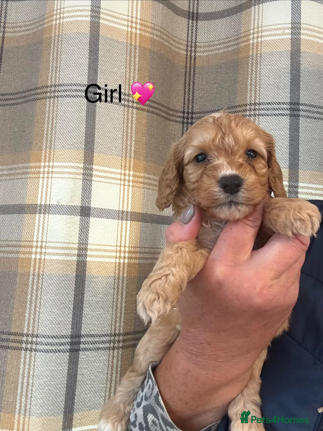 Cockapoo dogs for sale: F1 Cockapoo puppies - Advert 2