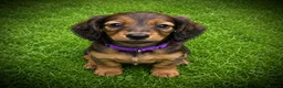 Miniature Dachshund dogs for sale: 3 Miniature Longhaired Dachshund Girls for Sale - Advert 6
