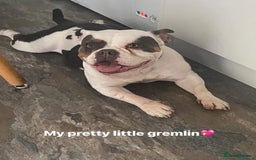 American Bully dogs for sale: Bully - Image 2