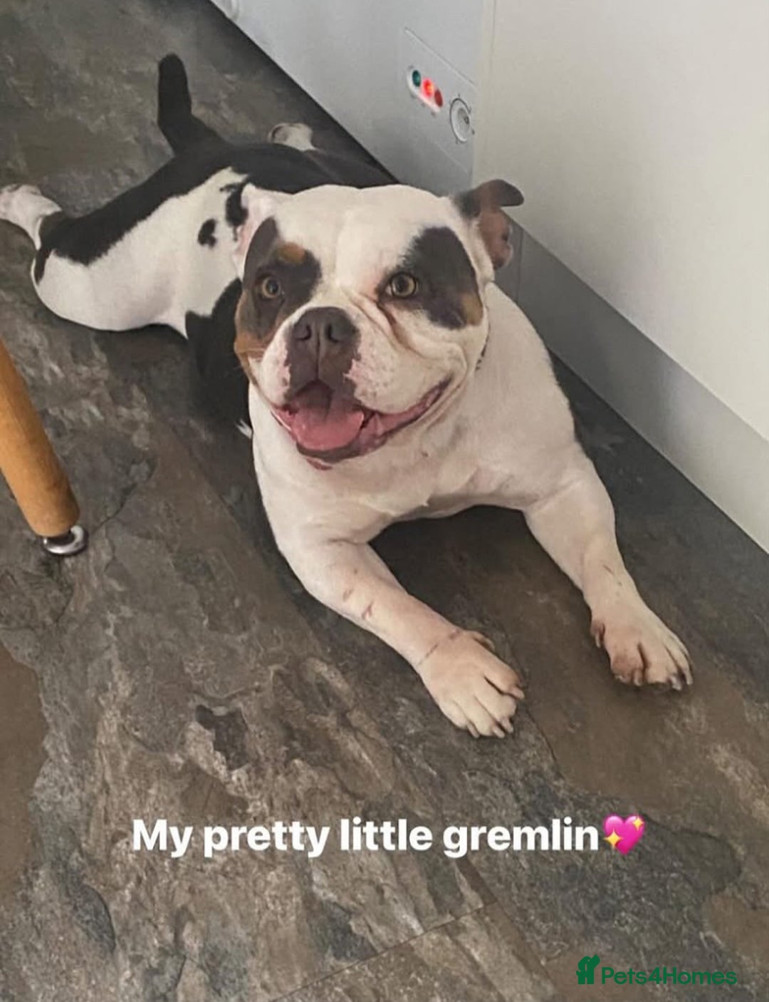 American Bully dogs for sale: Bully - Image 2