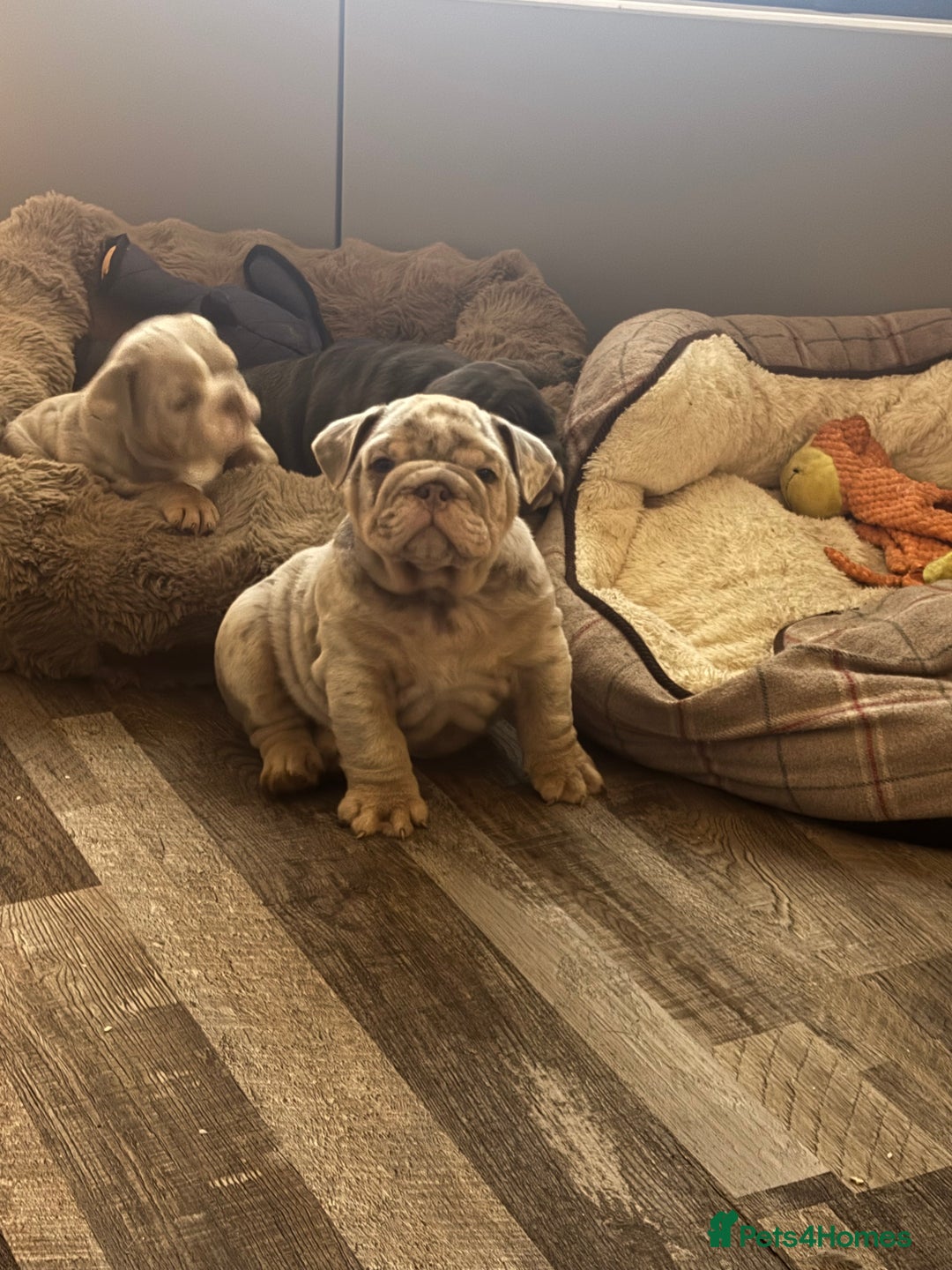 English Bulldog dogs for sale: Amazing quality British bulldog pups  - Advert 2