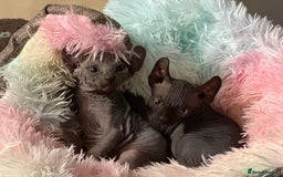 Sphynx cats for sale: Dwelf and Elf kittens - Image 4