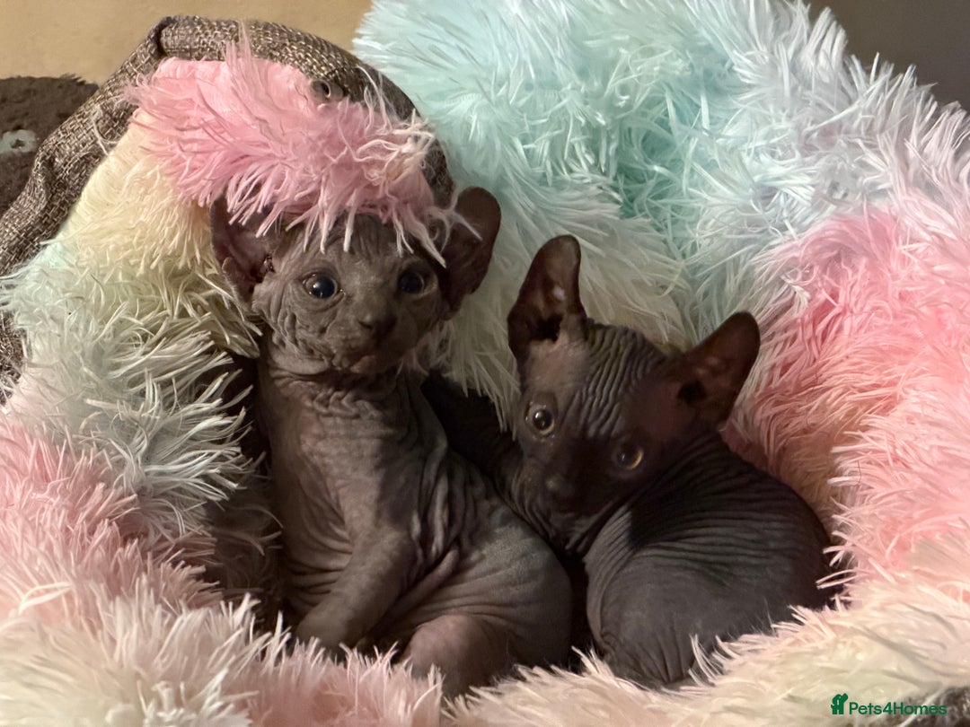 Sphynx cats for sale: Dwelf and Elf kittens - Image 4