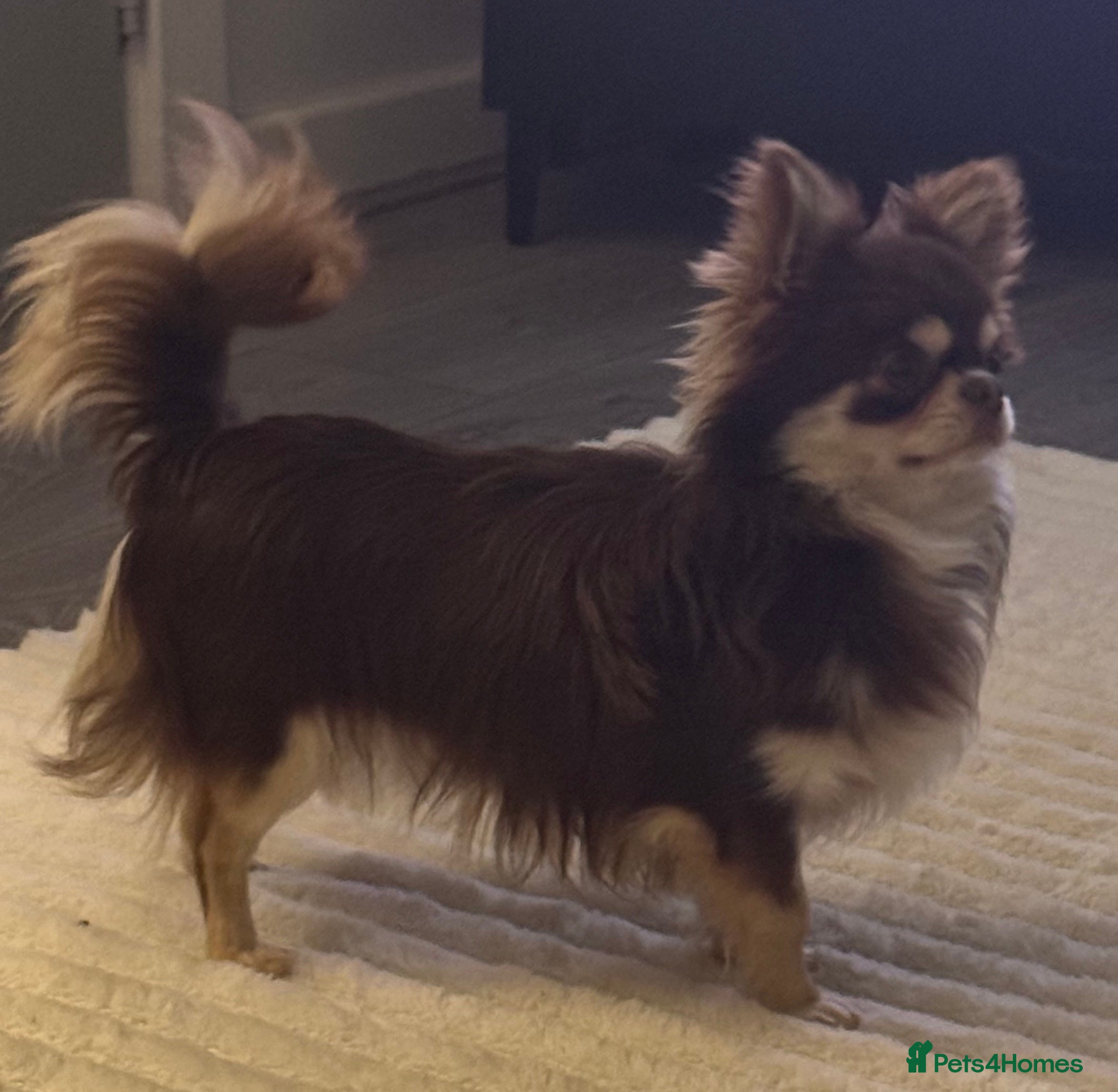 Chihuahua dogs Cosmo the choc & cream proven stud - Advert 9