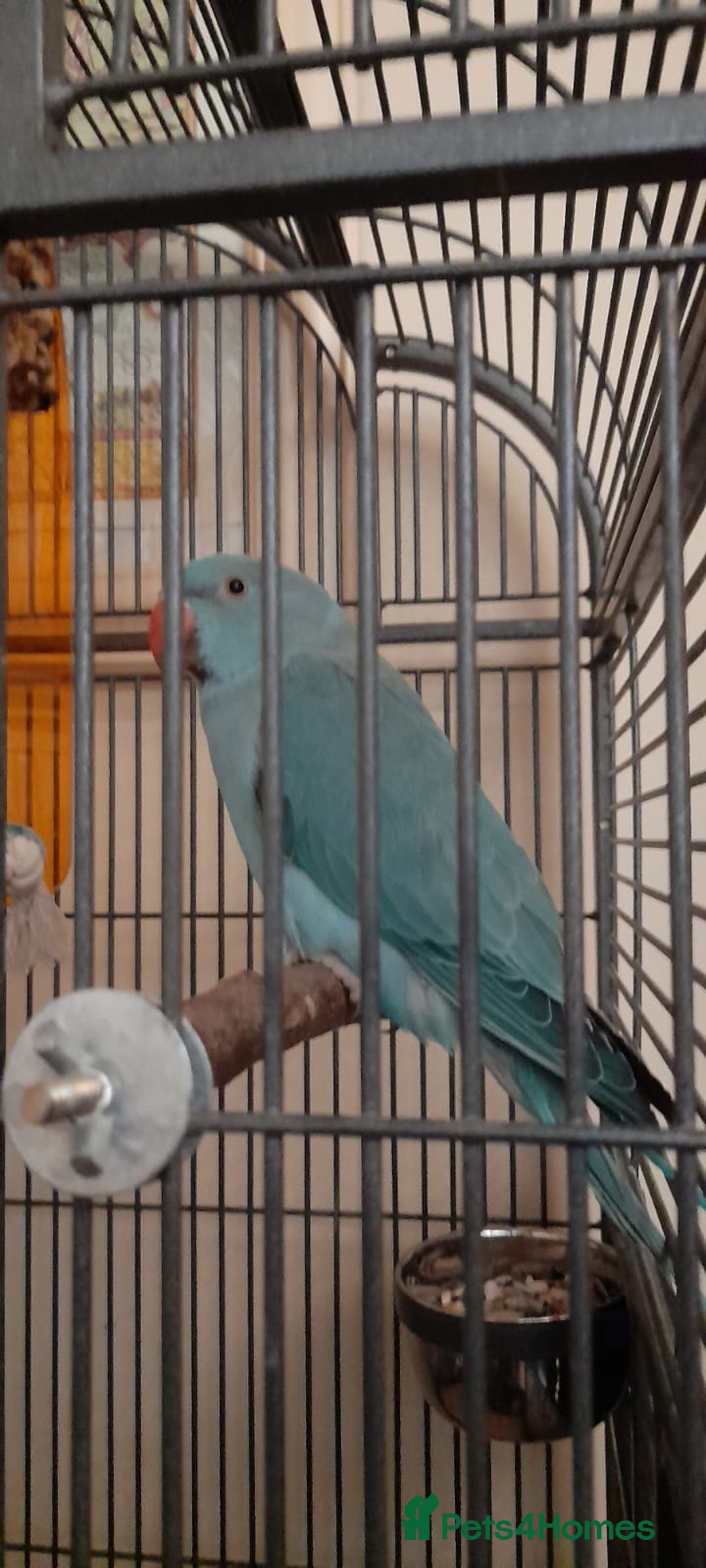 Parrots birds for sale: Bugys, Blue Indian Ringneck Parrot - Image 6