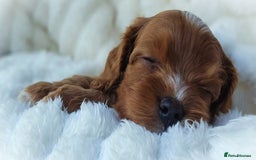 Cavapoo dogs for sale: Rare Miniature F1 Cavapoo Quality Puppies - Image 7