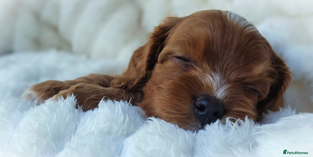 Cavapoo dogs for sale: Rare Miniature F1 Cavapoo Quality Puppies - Image 7